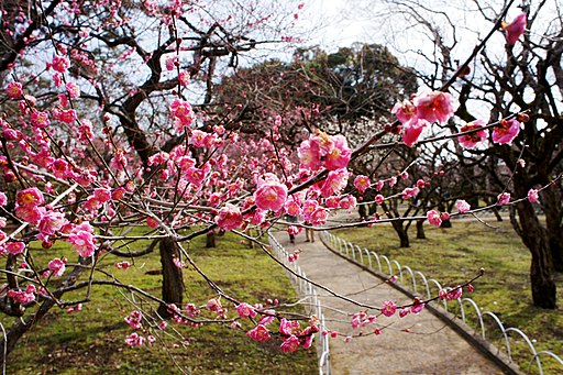 Plum Blossoms at Kitano Tenmangu Shrine, 2011