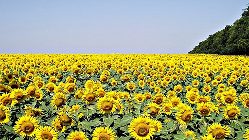 Sunflowers in Odessa 2012.